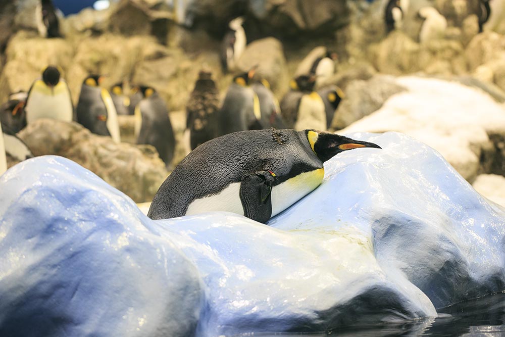 Calgary Zoo Penguins