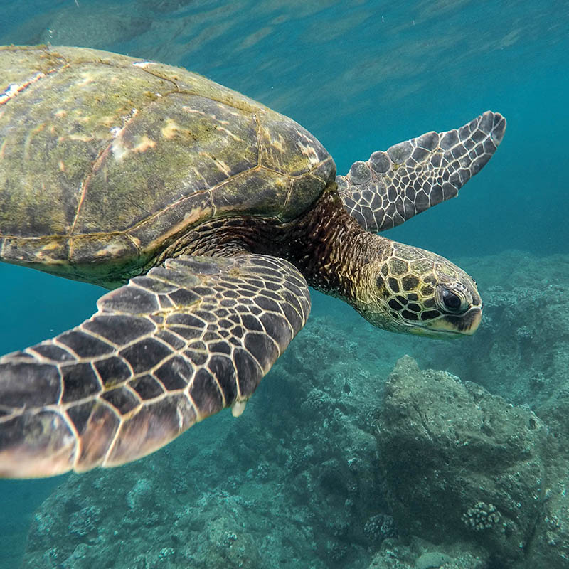 Roatan and Turks and Caicos world's best barrier reefs.